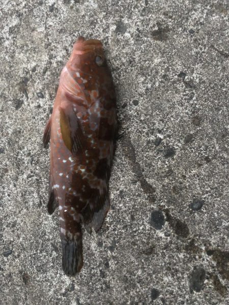 今年はキジハタ豊漁？